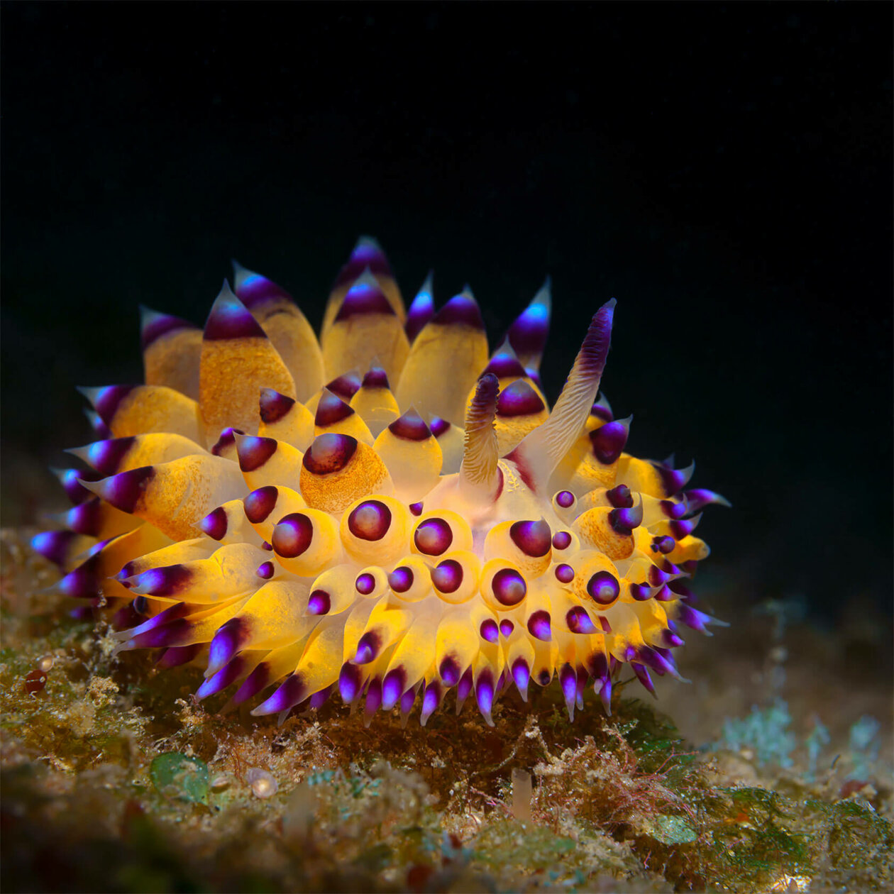 Nudibranchs Gorgeous Pictures Of Sea Slugs By Andrey Savin 5