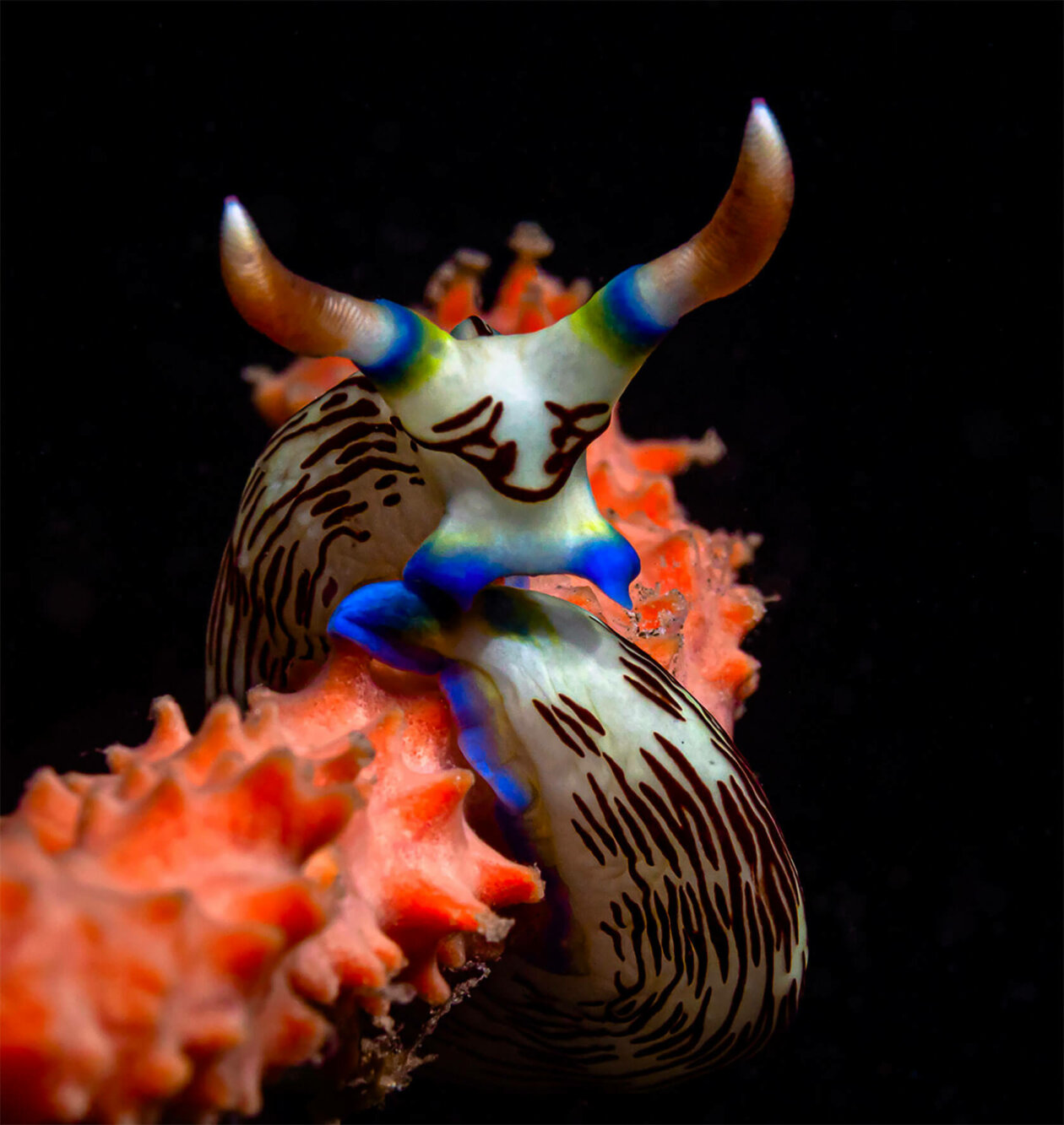 Nudibranchs Gorgeous Pictures Of Sea Slugs By Andrey Savin 7
