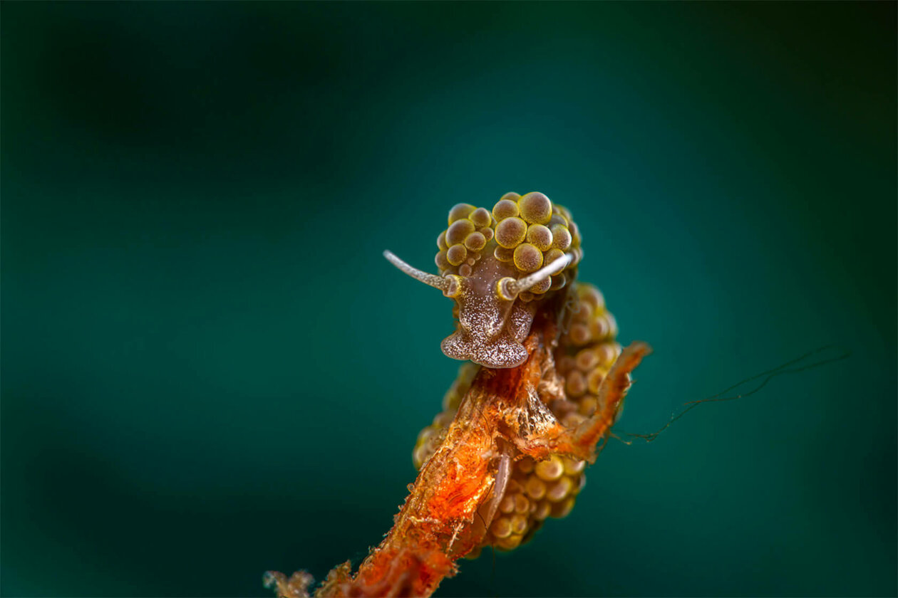 Nudibranchs Gorgeous Pictures Of Sea Slugs By Andrey Savin 8