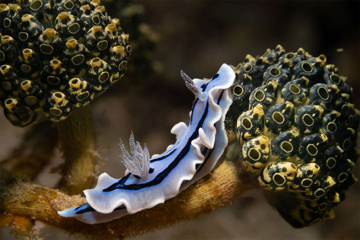 Nudibranchs Gorgeous Pictures Of Sea Slugs By Andrey Savin 9