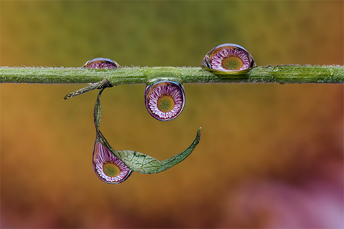 Water Drops A Fascinating Photography Series By Dave Wood 3