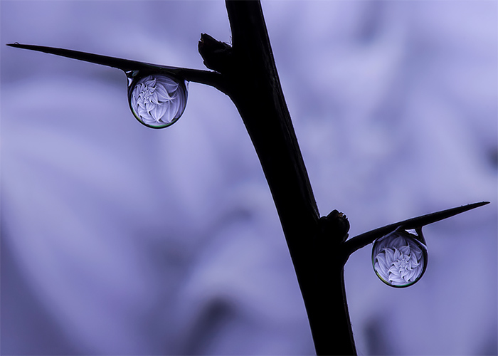 Water Drops A Fascinating Photography Series By Dave Wood 7