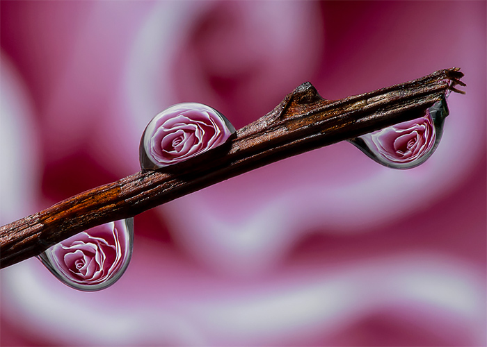 Water Drops A Fascinating Photography Series By Dave Wood 9