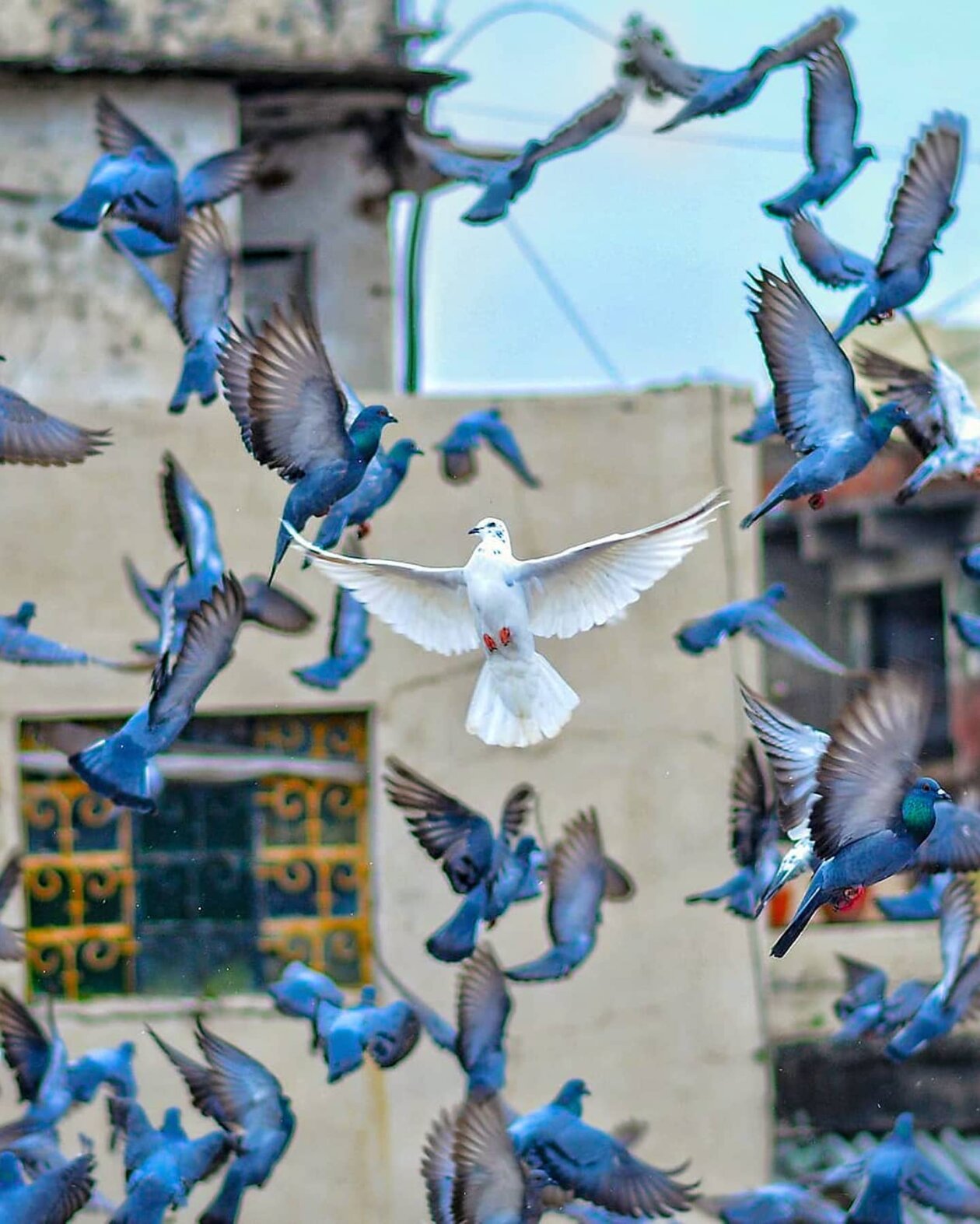 Amazing Photo Of A Pigeon Flock By Rajiv Kapoor