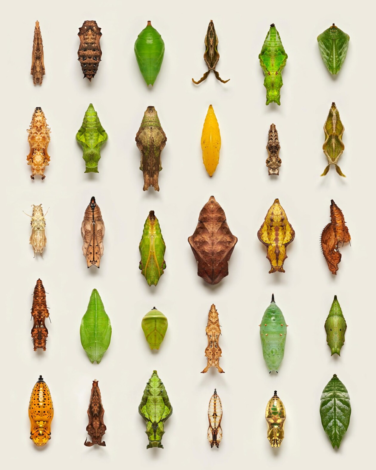 Fascinating Pictures Of Butterfly Pupae By Levon Biss (1)
