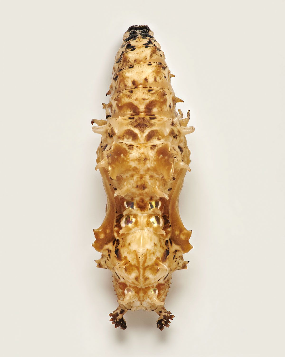 Fascinating Pictures Of Butterfly Pupae By Levon Biss (10)