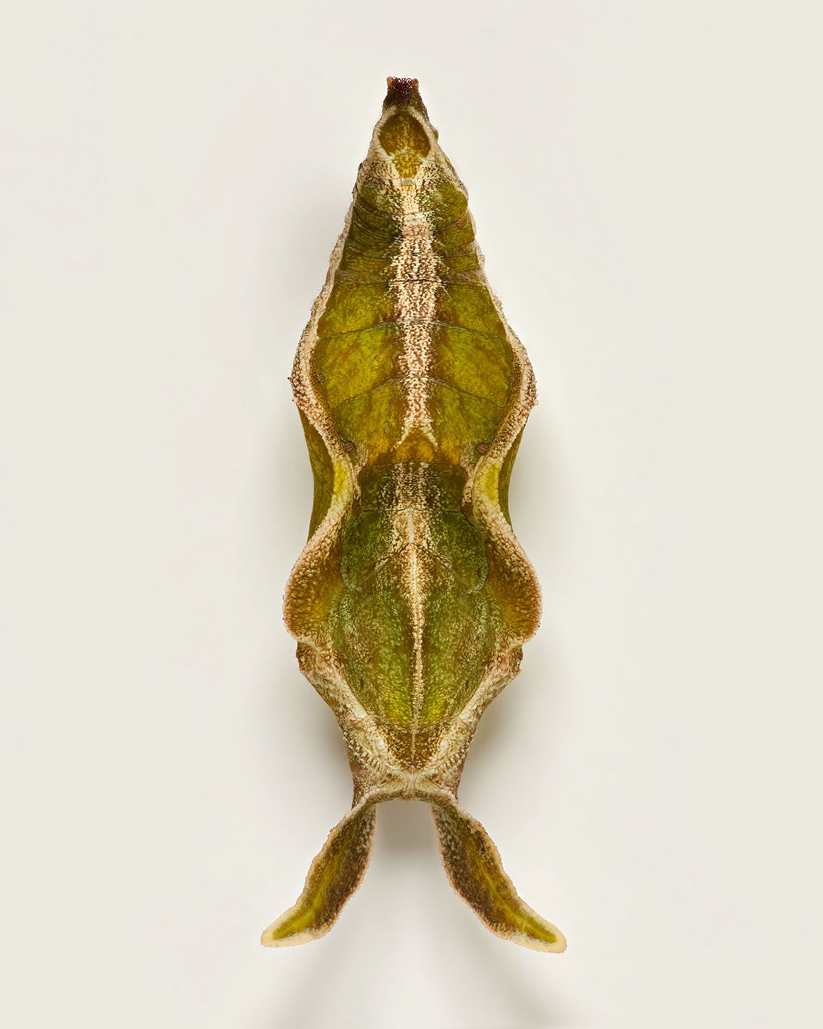Fascinating Pictures Of Butterfly Pupae By Levon Biss (11)