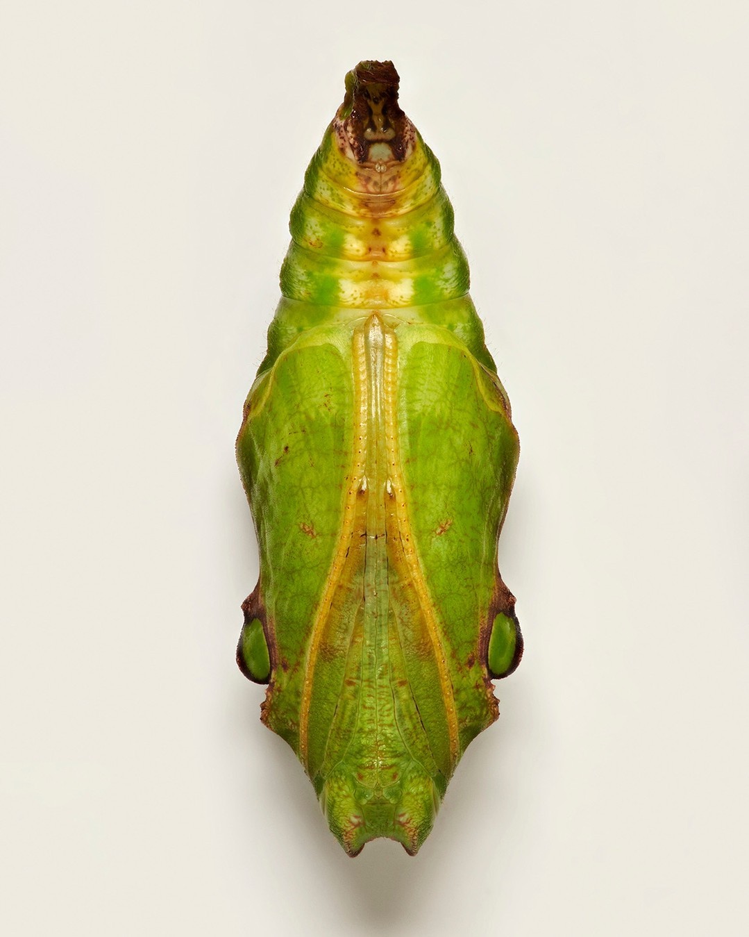 Fascinating Pictures Of Butterfly Pupae By Levon Biss (2)