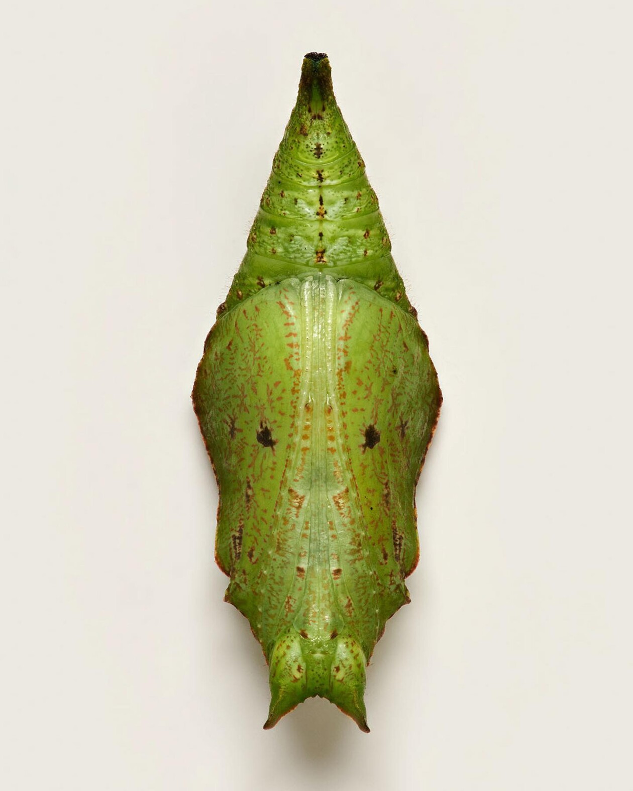 Fascinating Pictures Of Butterfly Pupae By Levon Biss (3)