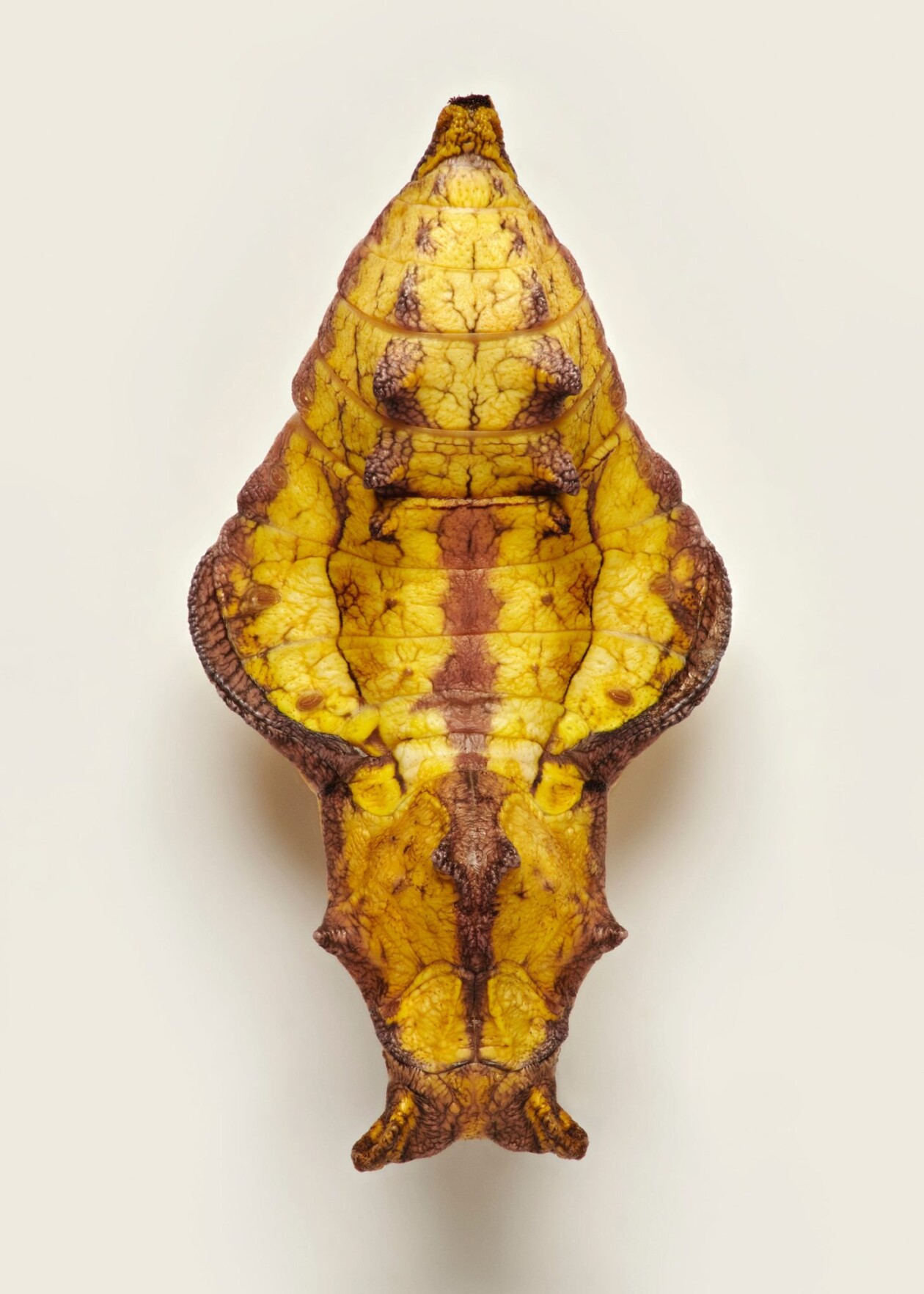 Fascinating Pictures Of Butterfly Pupae By Levon Biss (6)