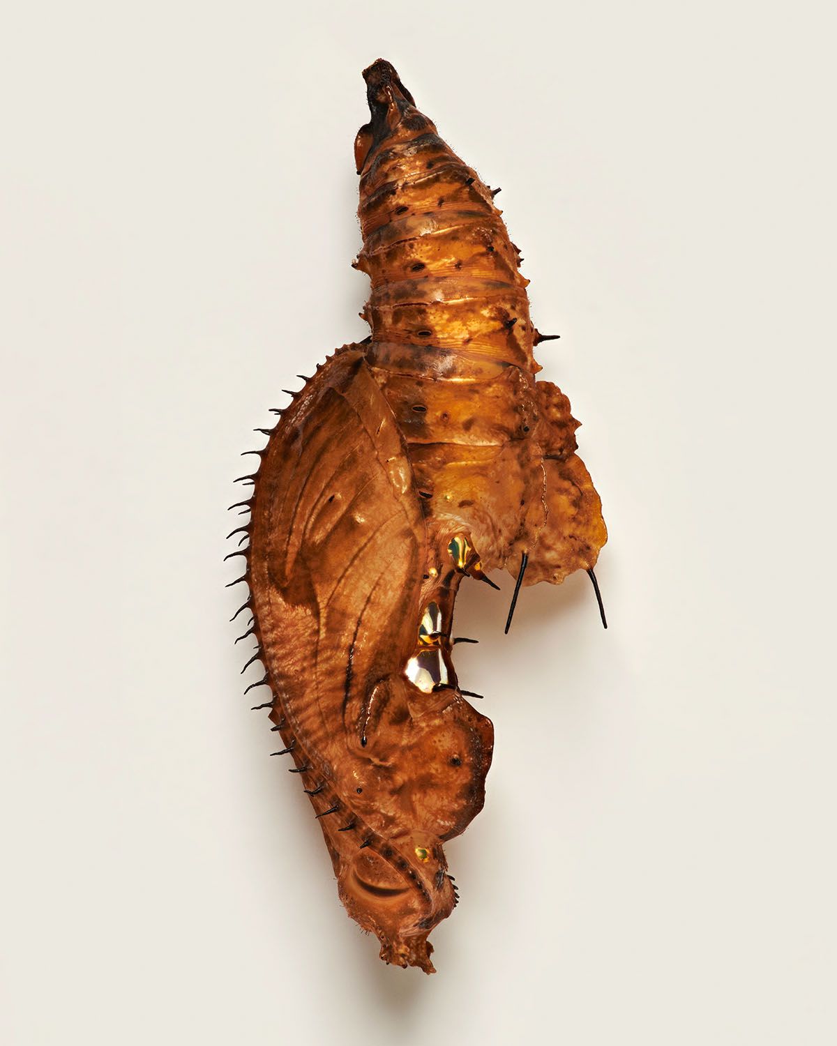 Fascinating Pictures Of Butterfly Pupae By Levon Biss (8)