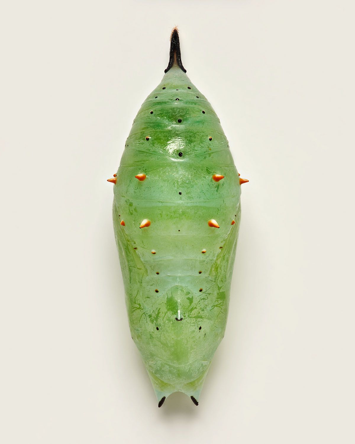 Fascinating Pictures Of Butterfly Pupae By Levon Biss (9)