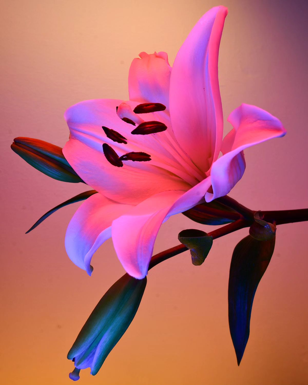 Deflowered, A Floral Photography Series By William Josephs Radford (4)