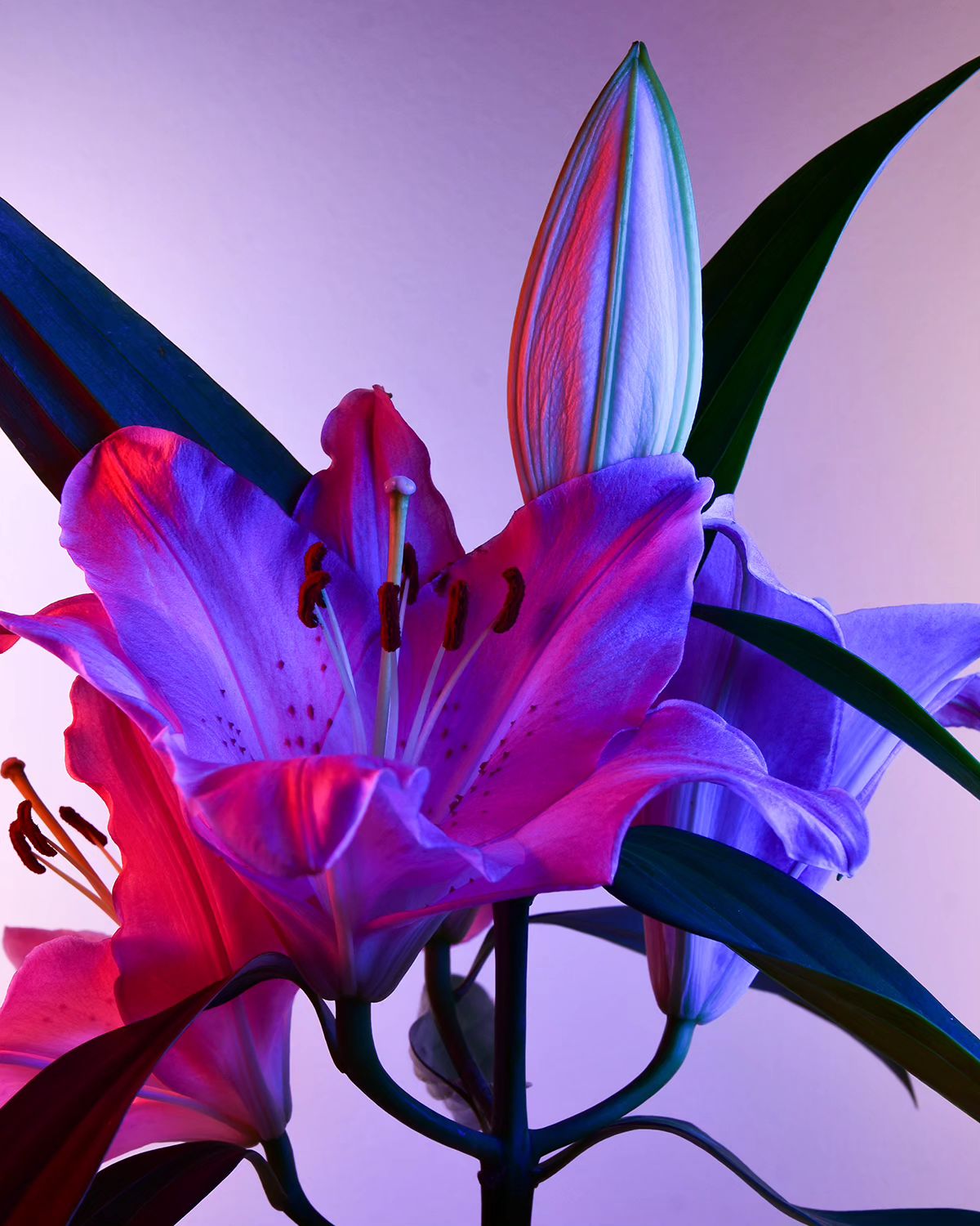 Deflowered, A Floral Photography Series By William Josephs Radford (9)