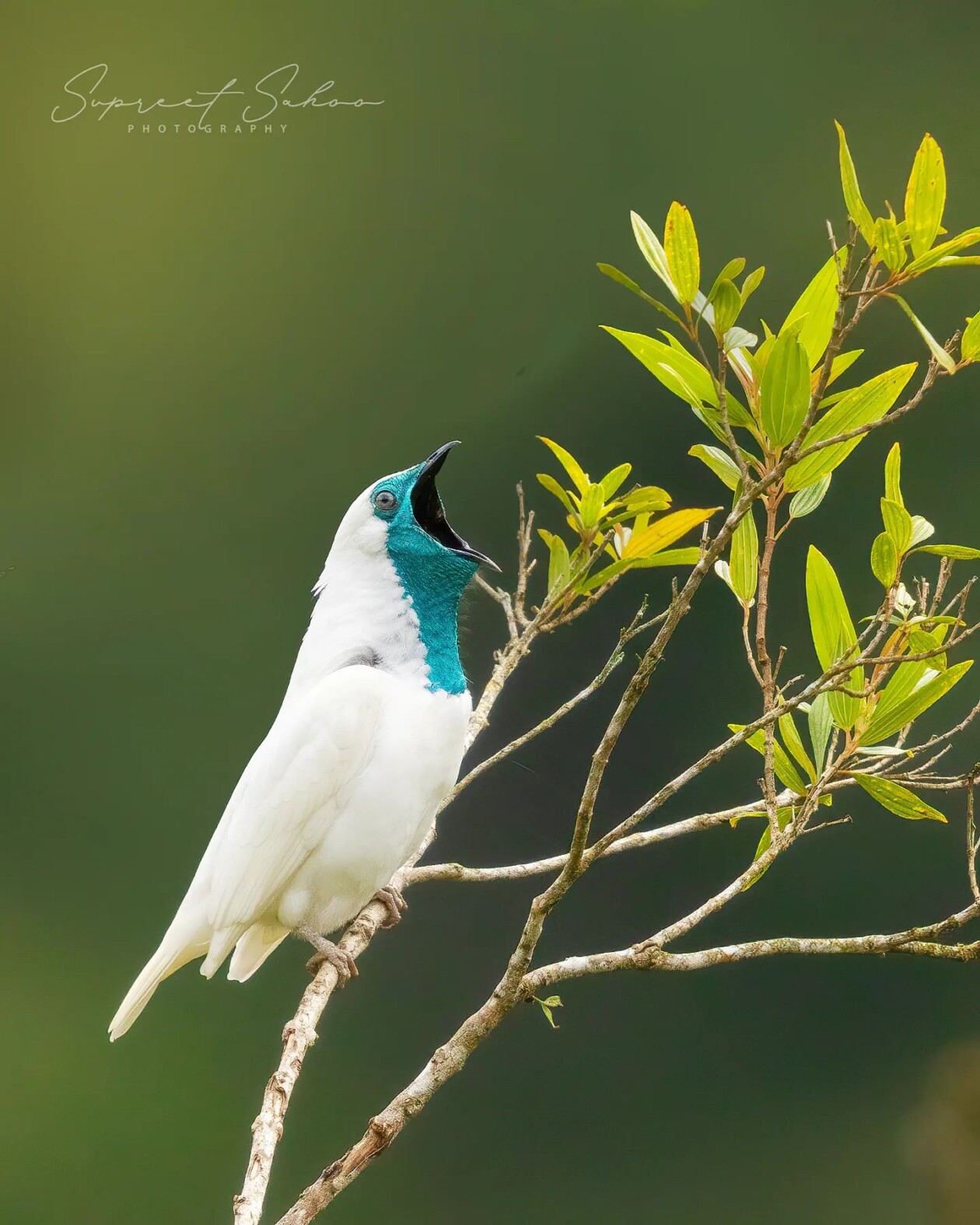 The Magnificent Bird Photography Of Supreet Sahoo (1)