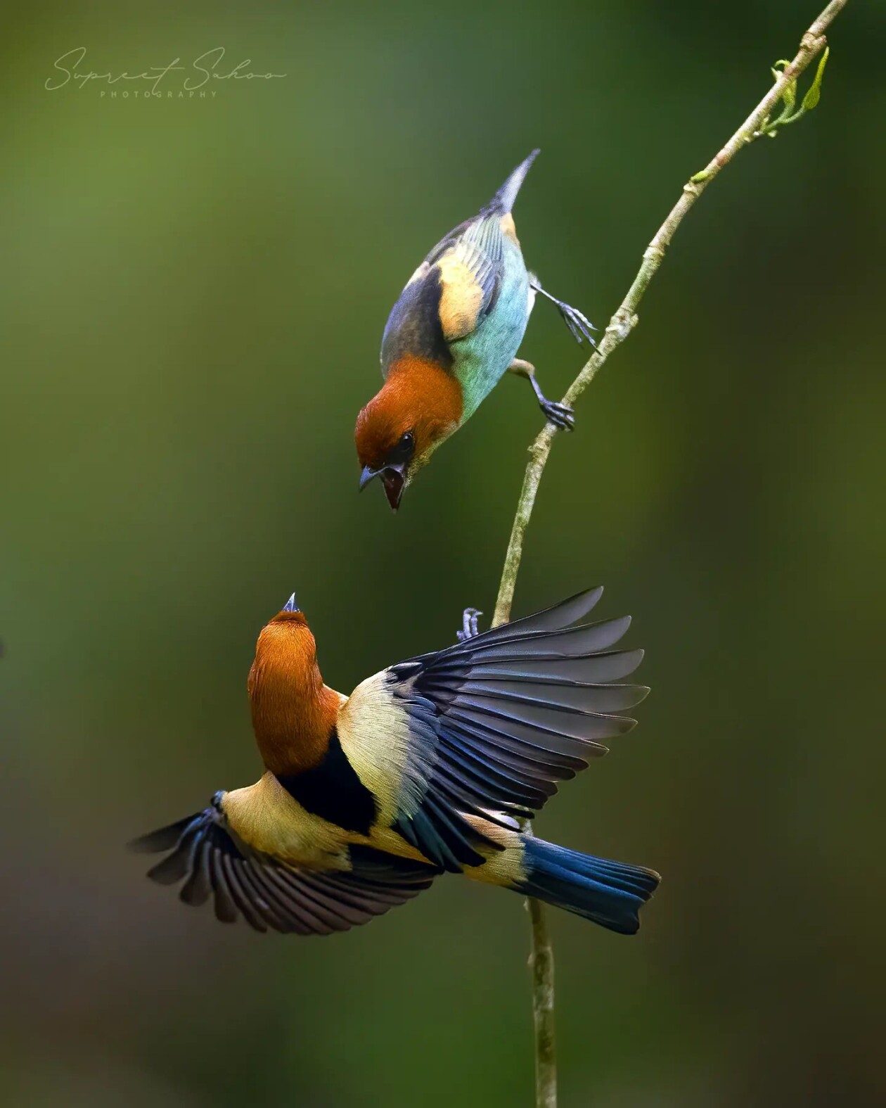 The Magnificent Bird Photography Of Supreet Sahoo (13)