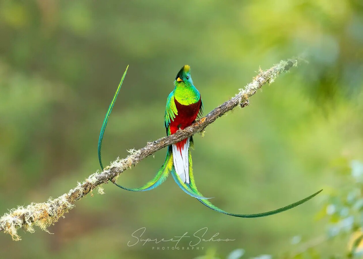The Magnificent Bird Photography Of Supreet Sahoo (5)