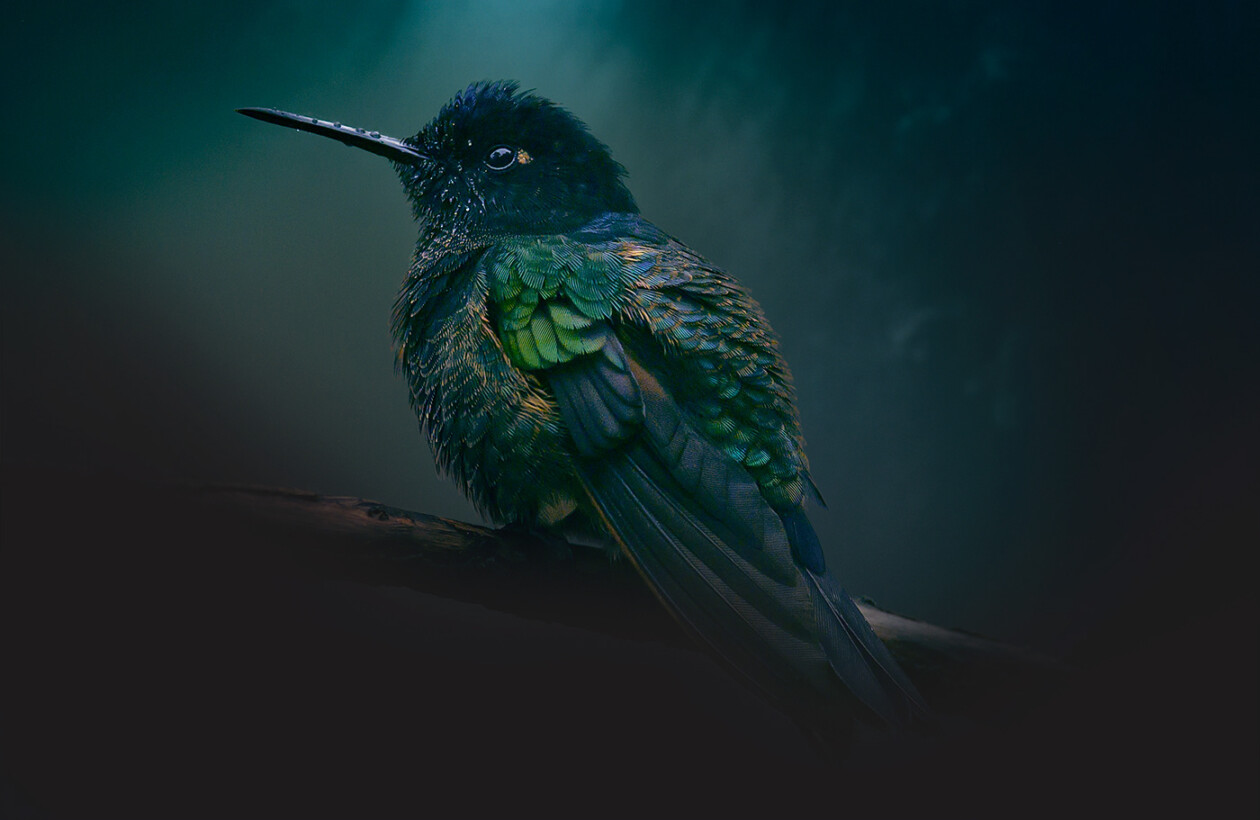 Plumas, A Marvelous Bird Photography Series By Juan Gabriel Ortiz (1)