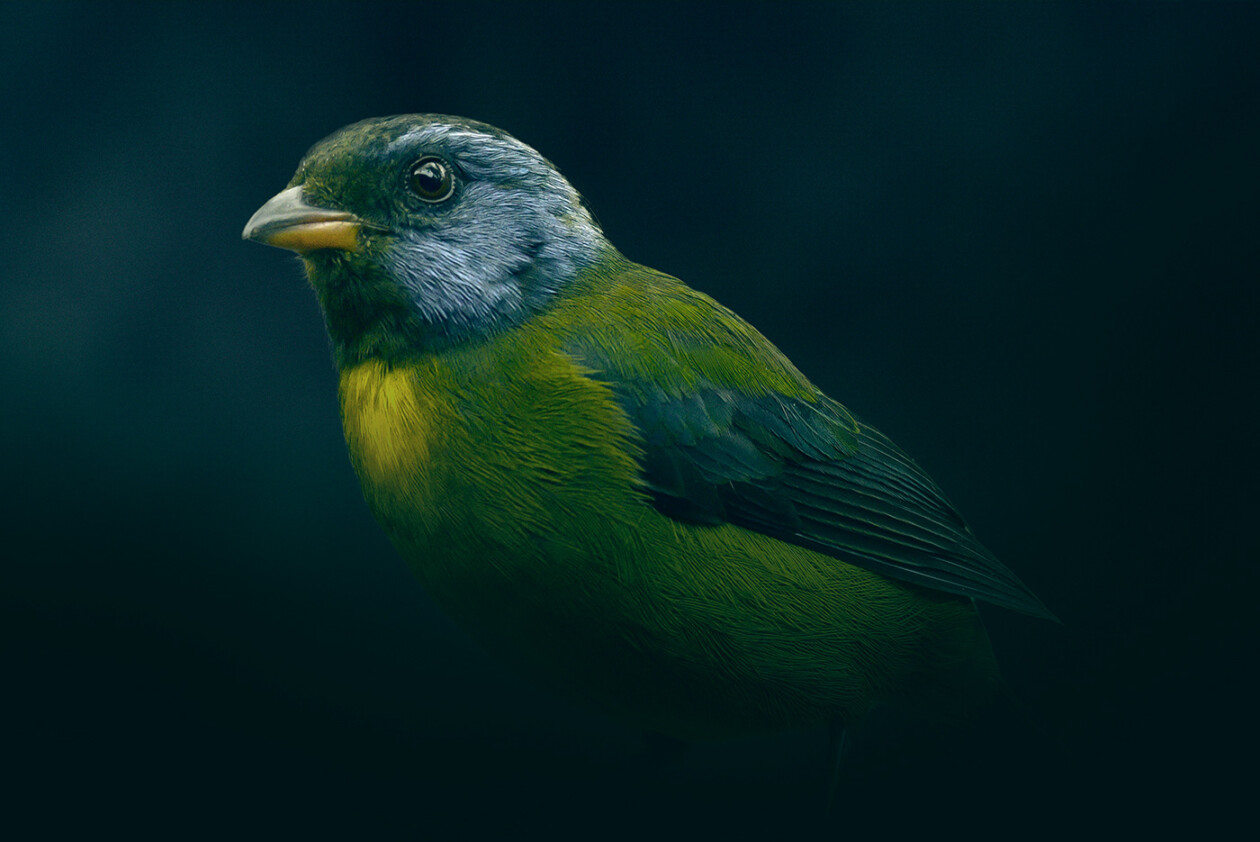 Plumas, A Marvelous Bird Photography Series By Juan Gabriel Ortiz (10)