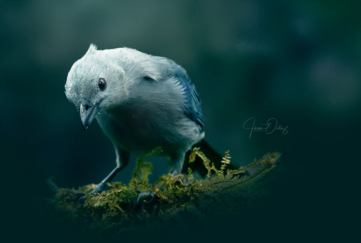 Plumas, A Marvelous Bird Photography Series By Juan Gabriel Ortiz (12)