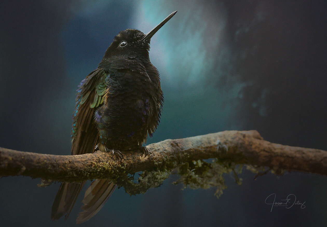 Plumas, A Marvelous Bird Photography Series By Juan Gabriel Ortiz (14)