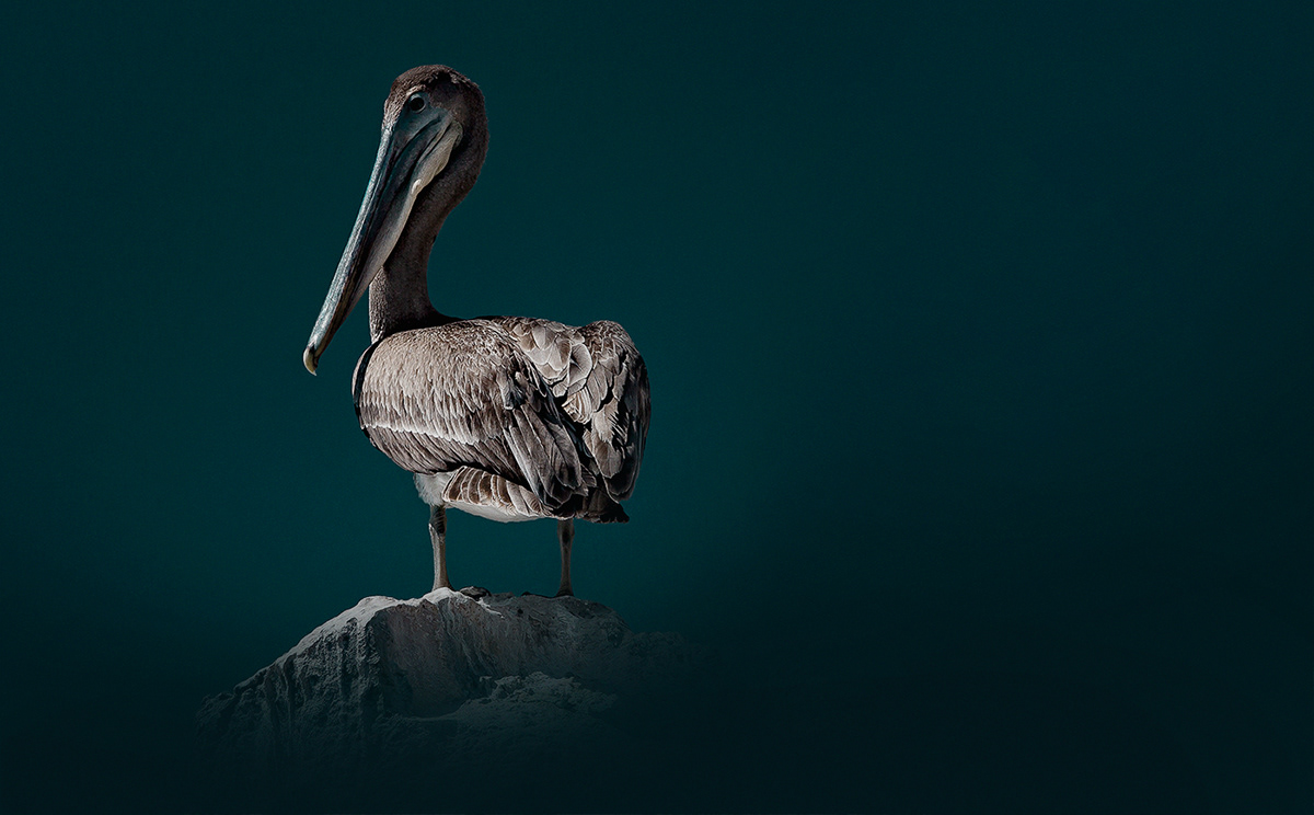 Plumas, A Marvelous Bird Photography Series By Juan Gabriel Ortiz (5)