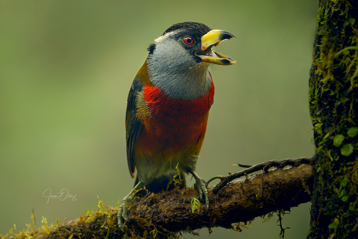 Plumas, A Marvelous Bird Photography Series By Juan Gabriel Ortiz (7)