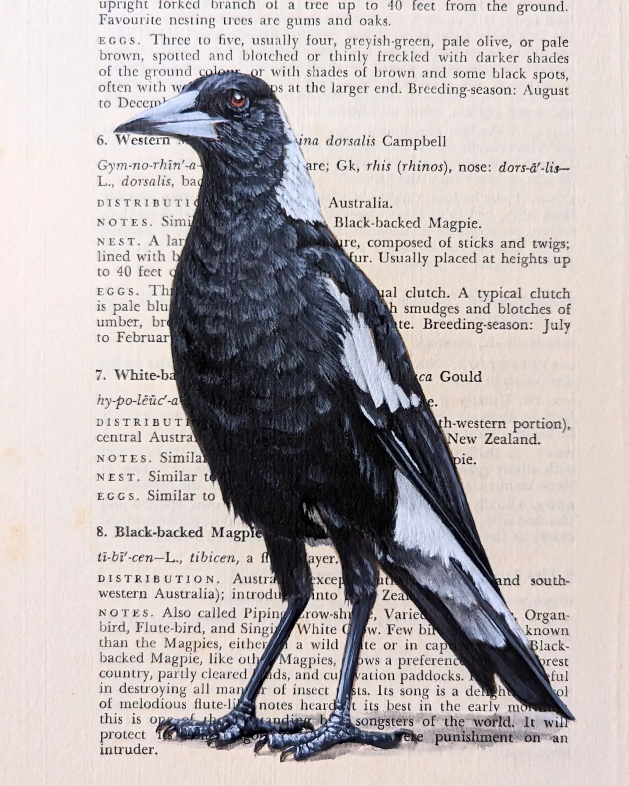 Exquisite Bird Paintings Added To Vintage Book Pages That Describe Them By Craig Williams (10)