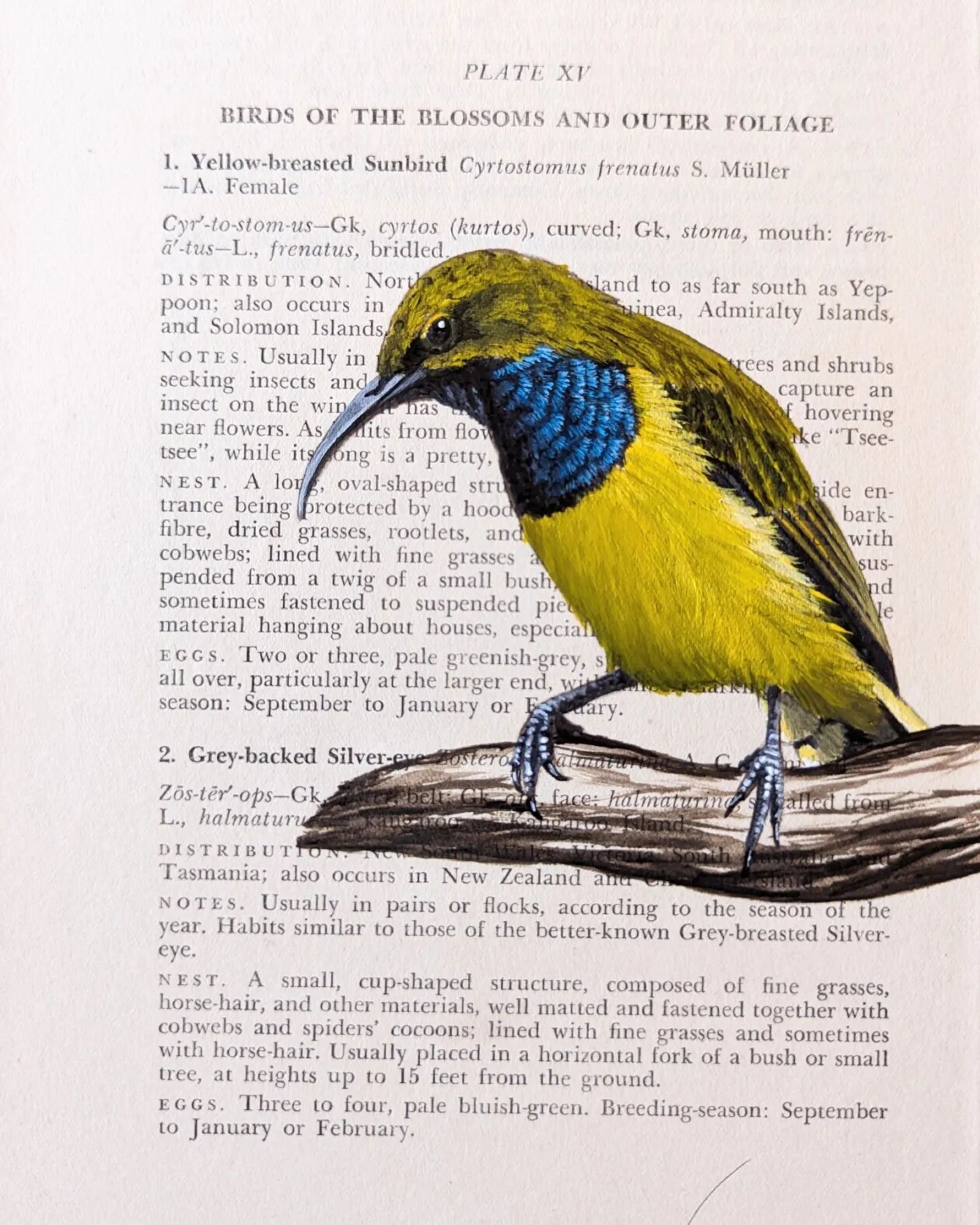 Exquisite Bird Paintings Added To Vintage Book Pages That Describe Them By Craig Williams (12)