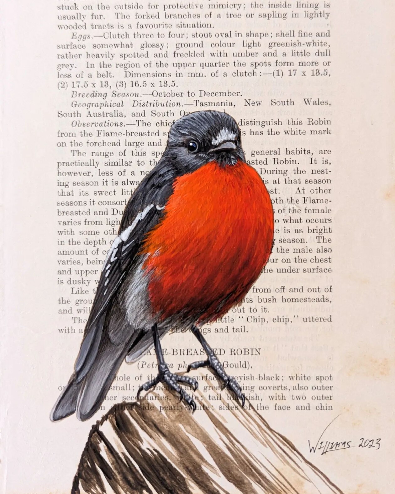 Exquisite Bird Paintings Added To Vintage Book Pages That Describe Them By Craig Williams (13)