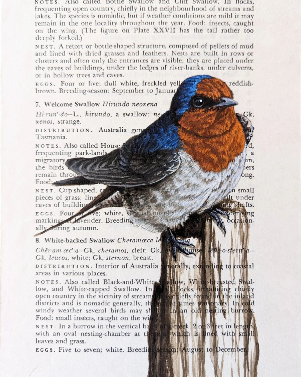 Exquisite Bird Paintings Added To Vintage Book Pages That Describe Them By Craig Williams (15)