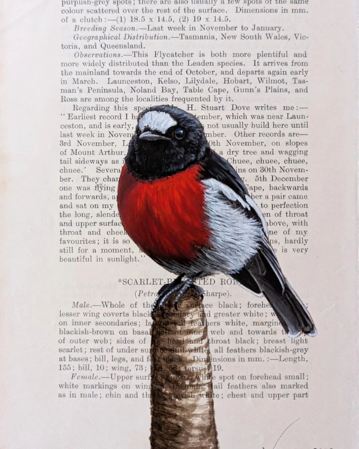 Exquisite Bird Paintings Added To Vintage Book Pages That Describe Them By Craig Williams (17)