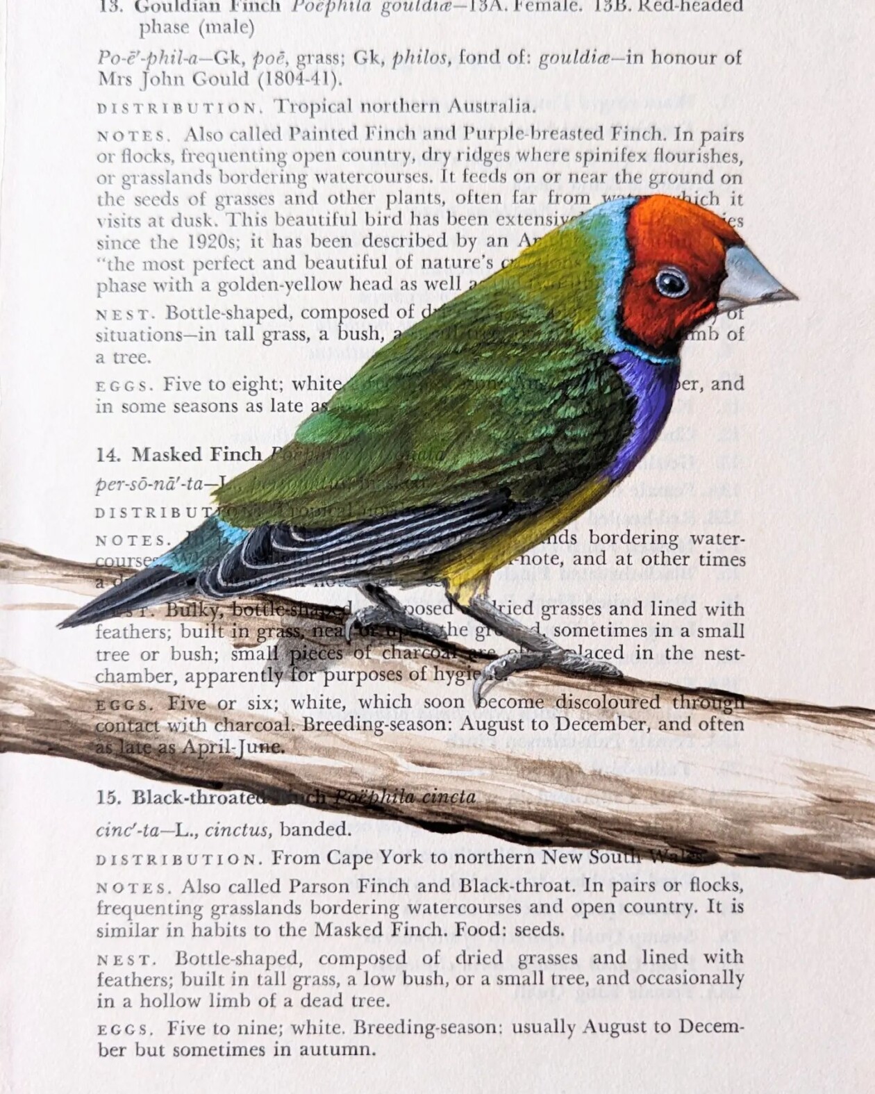 Exquisite Bird Paintings Added To Vintage Book Pages That Describe Them By Craig Williams (18)