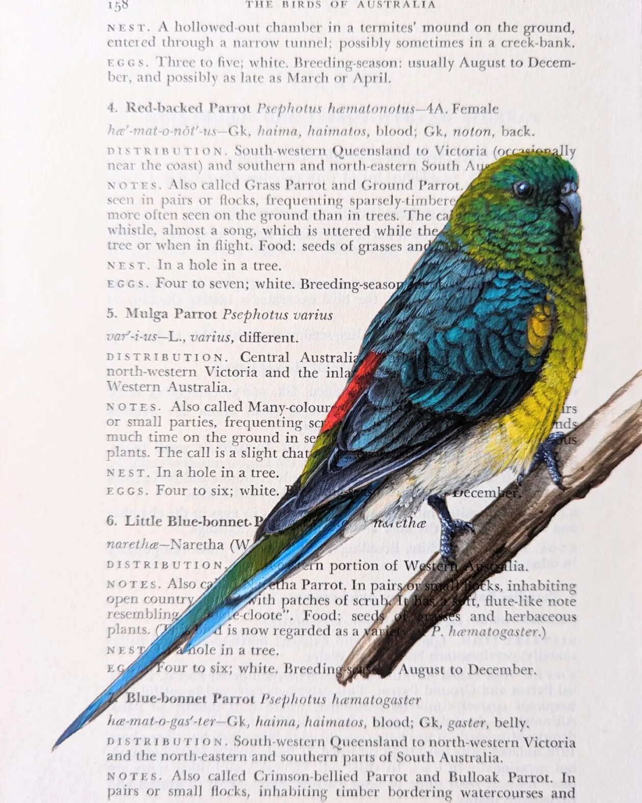 Exquisite Bird Paintings Added To Vintage Book Pages That Describe Them By Craig Williams (19)