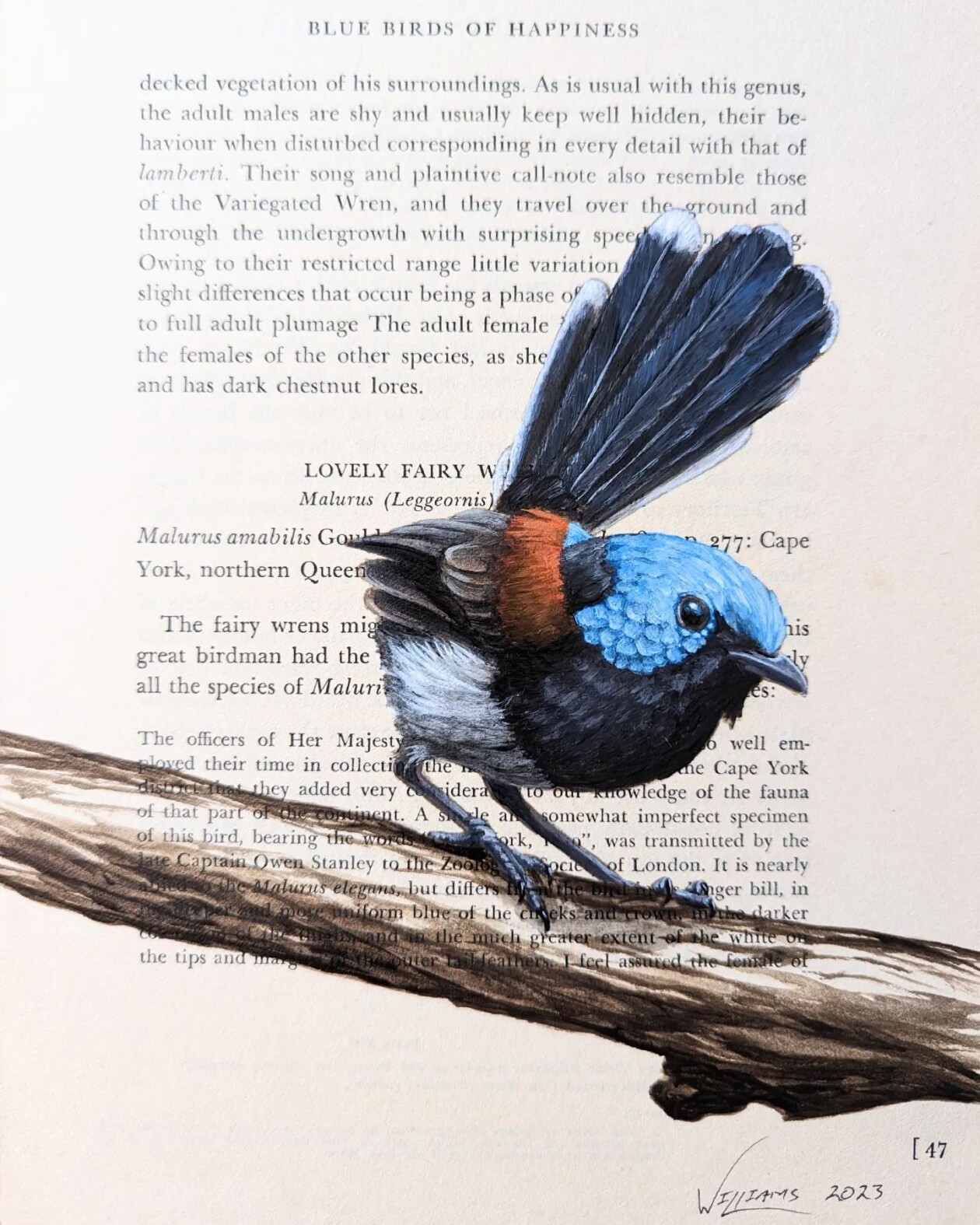 Exquisite Bird Paintings Added To Vintage Book Pages That Describe Them By Craig Williams (20)
