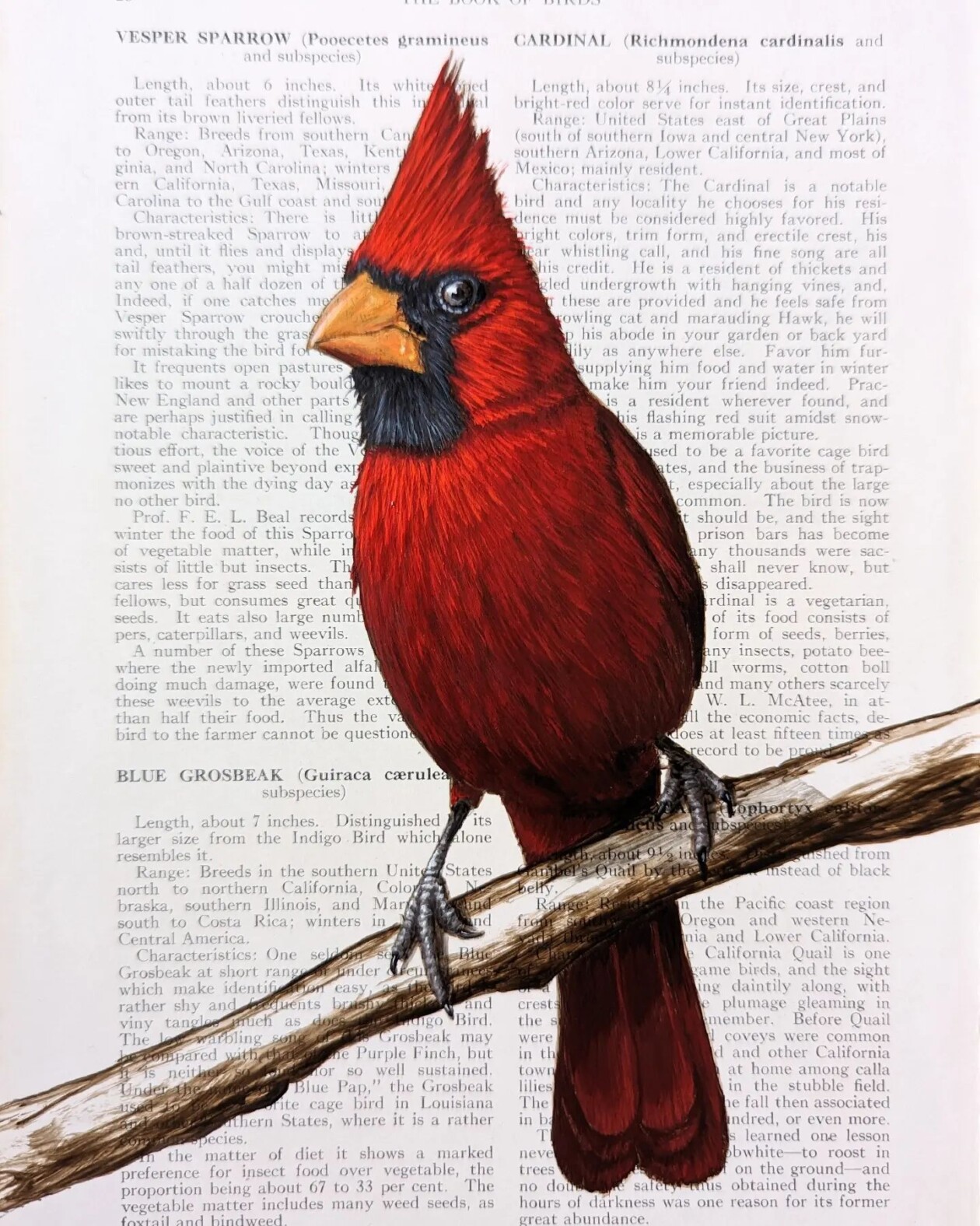 Exquisite Bird Paintings Added To Vintage Book Pages That Describe Them By Craig Williams (21)