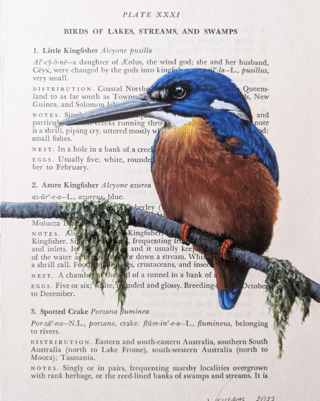 Exquisite Bird Paintings Added To Vintage Book Pages That Describe Them By Craig Williams (23)