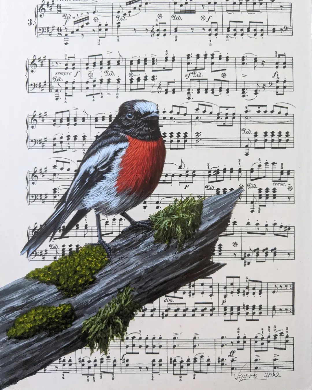 Exquisite Bird Paintings Added To Vintage Book Pages That Describe Them By Craig Williams (24)
