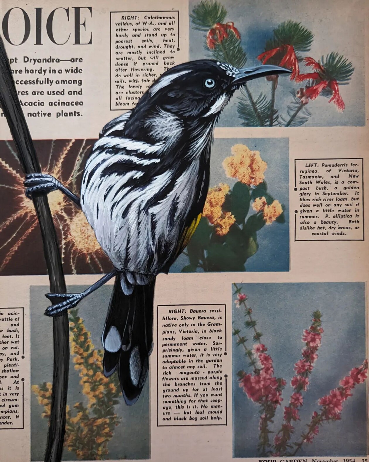 Exquisite Bird Paintings Added To Vintage Book Pages That Describe Them By Craig Williams (6)