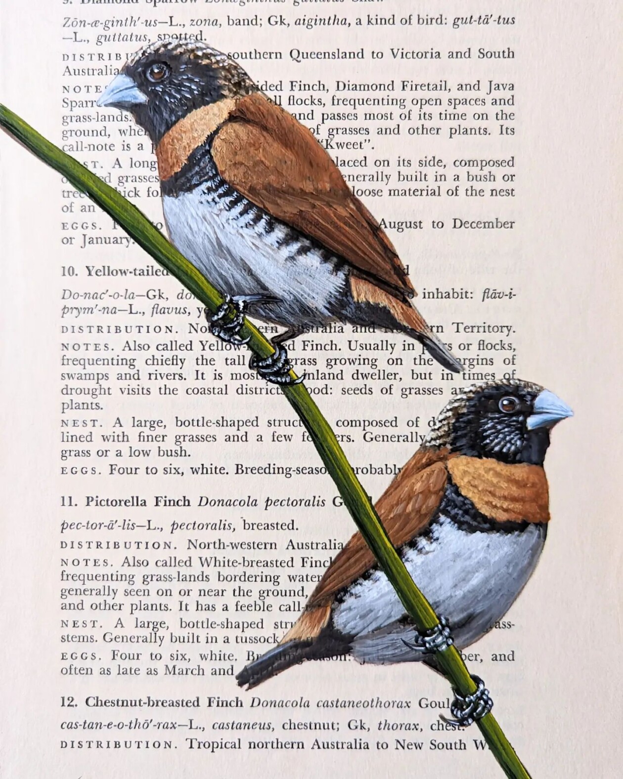 Exquisite Bird Paintings Added To Vintage Book Pages That Describe Them By Craig Williams (7)