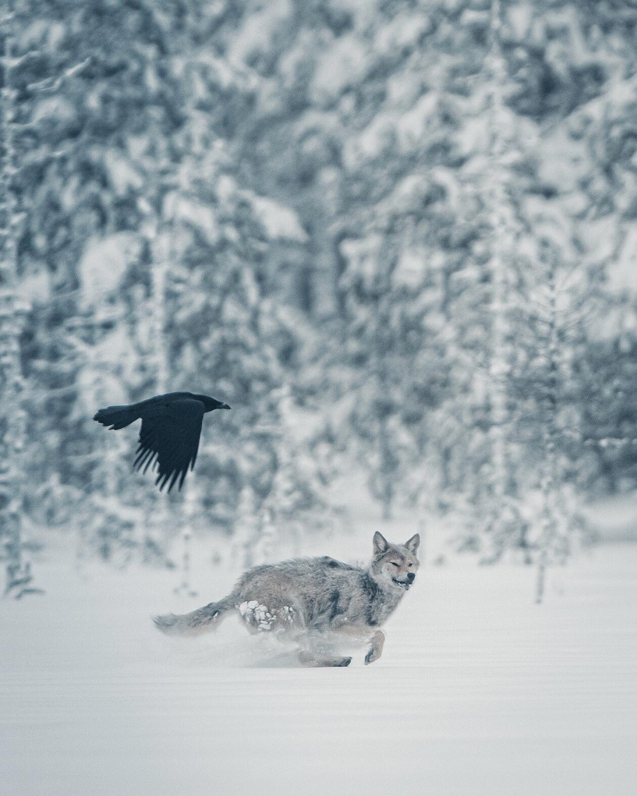 Captivating Pictures Of Arctic Animals By Konsta Punkka (1)