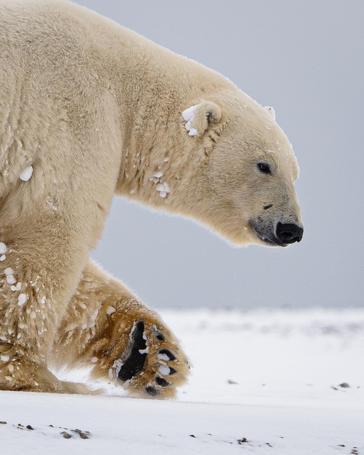 Captivating Pictures Of Arctic Animals By Konsta Punkka (10)