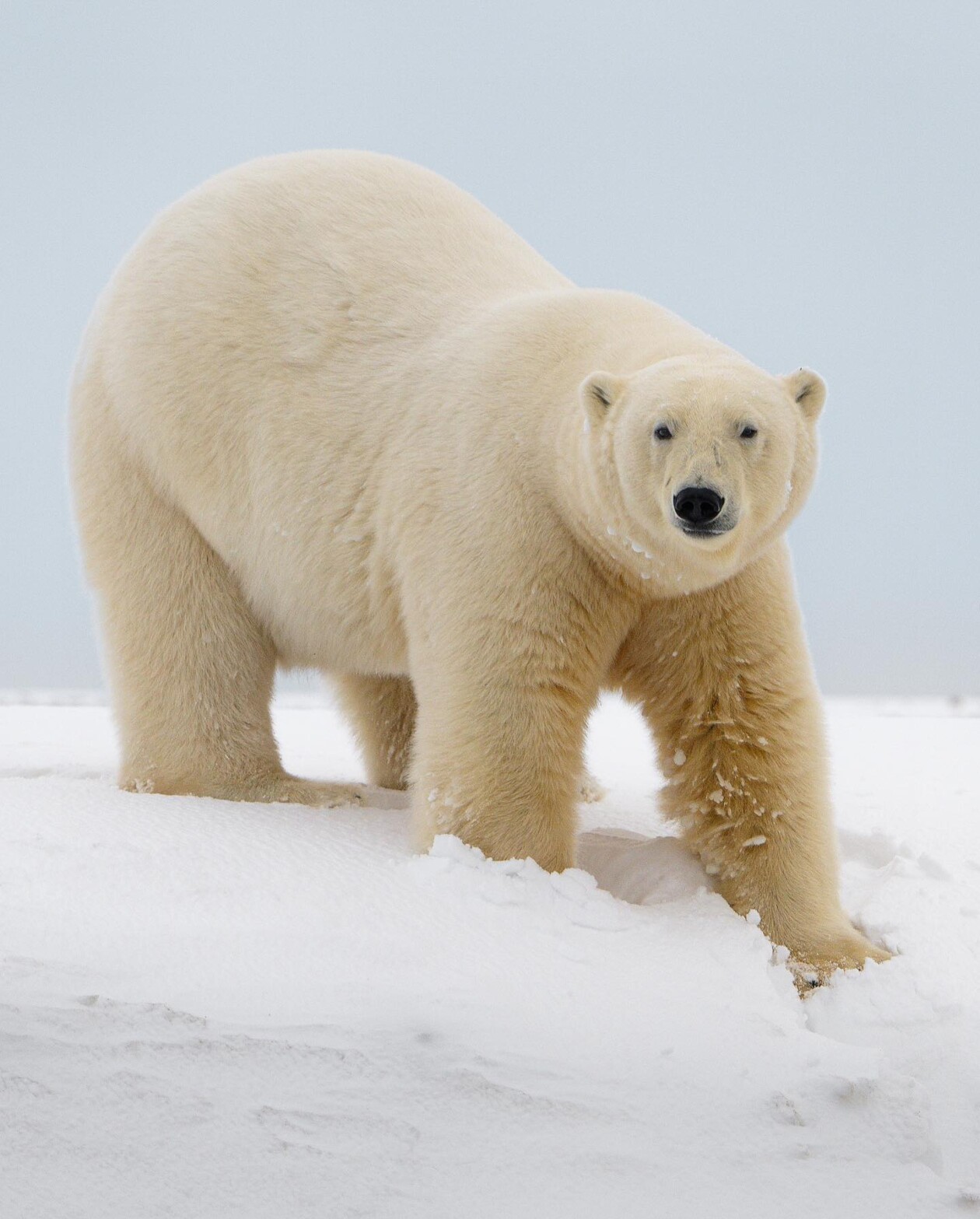 Captivating Pictures Of Arctic Animals By Konsta Punkka (11)
