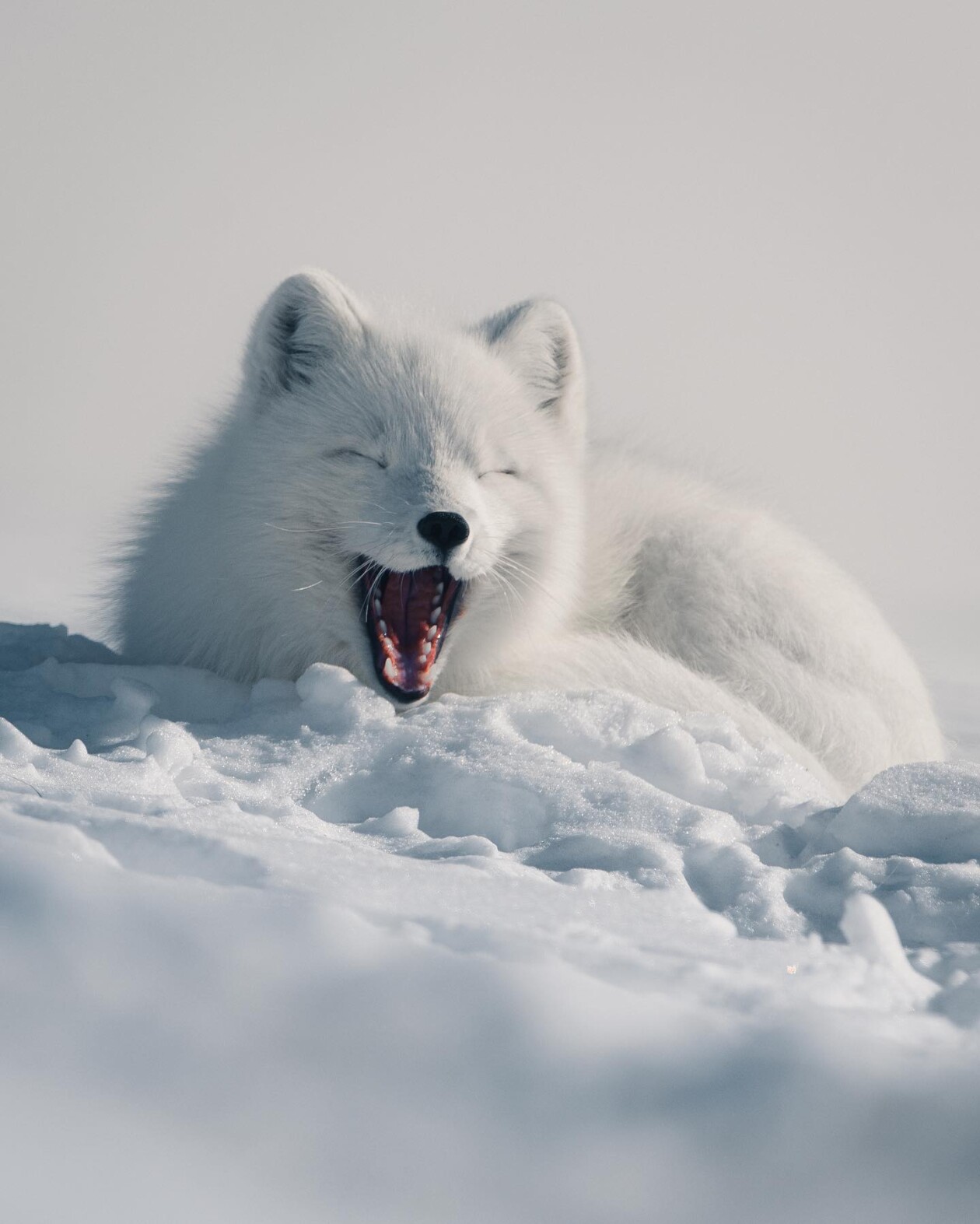 Captivating Pictures Of Arctic Animals By Konsta Punkka (13)