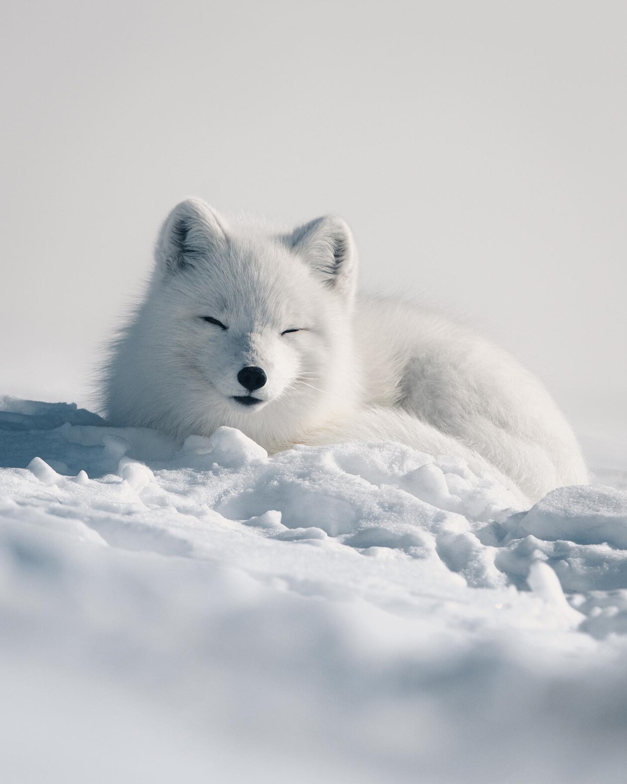 Captivating Pictures Of Arctic Animals By Konsta Punkka (14)