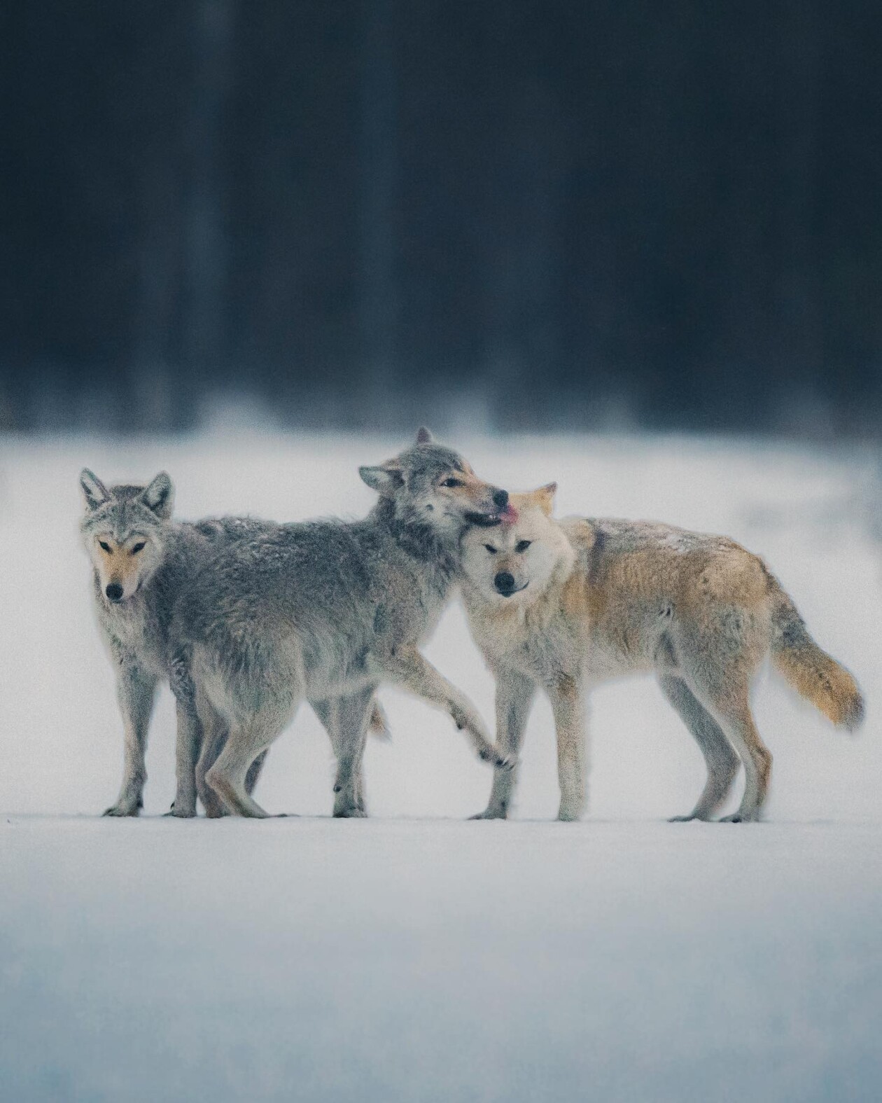Captivating Pictures Of Arctic Animals By Konsta Punkka (3)