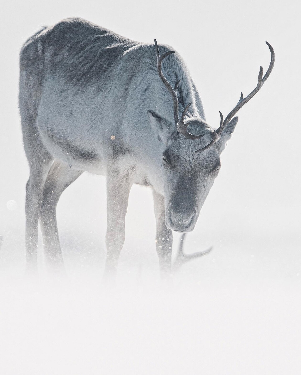 Captivating Pictures Of Arctic Animals By Konsta Punkka (5)