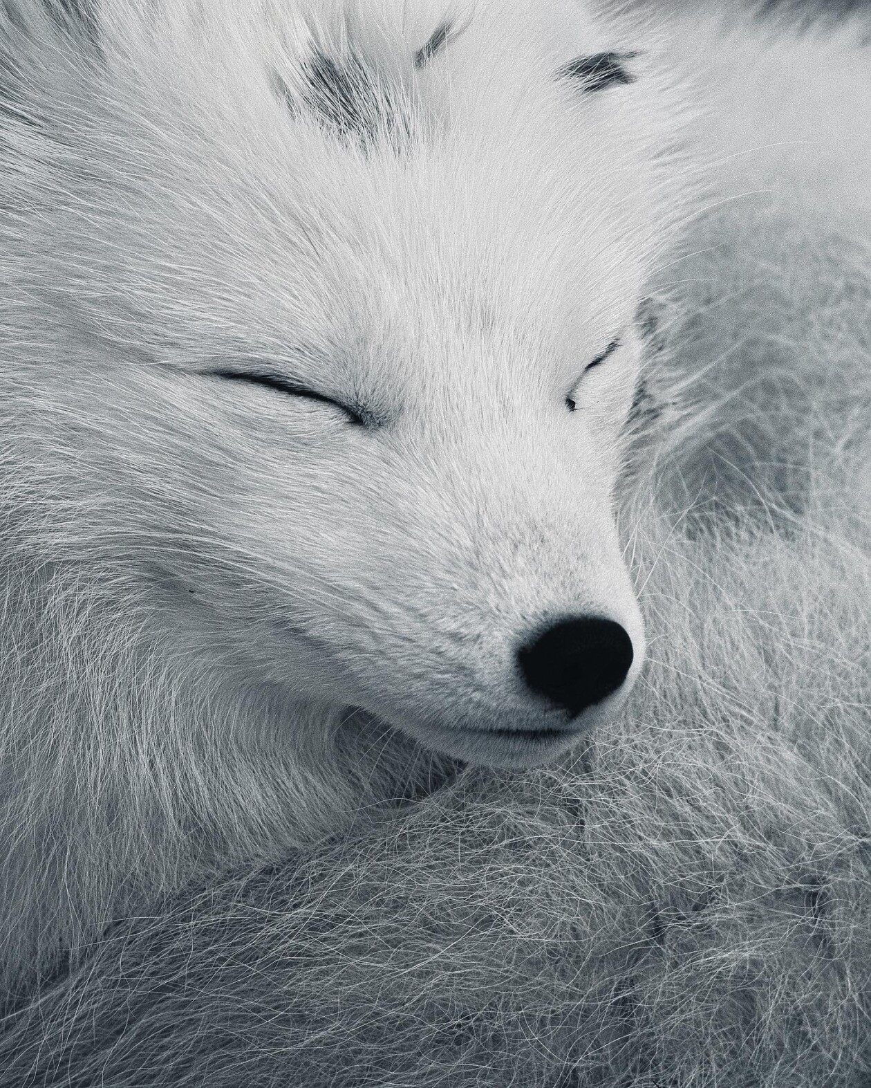 Captivating Pictures Of Arctic Animals By Konsta Punkka (6)