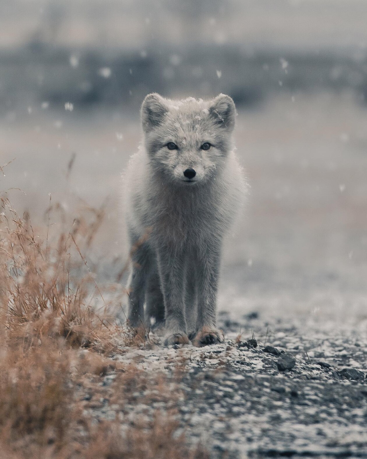 Captivating Pictures Of Arctic Animals By Konsta Punkka (7)