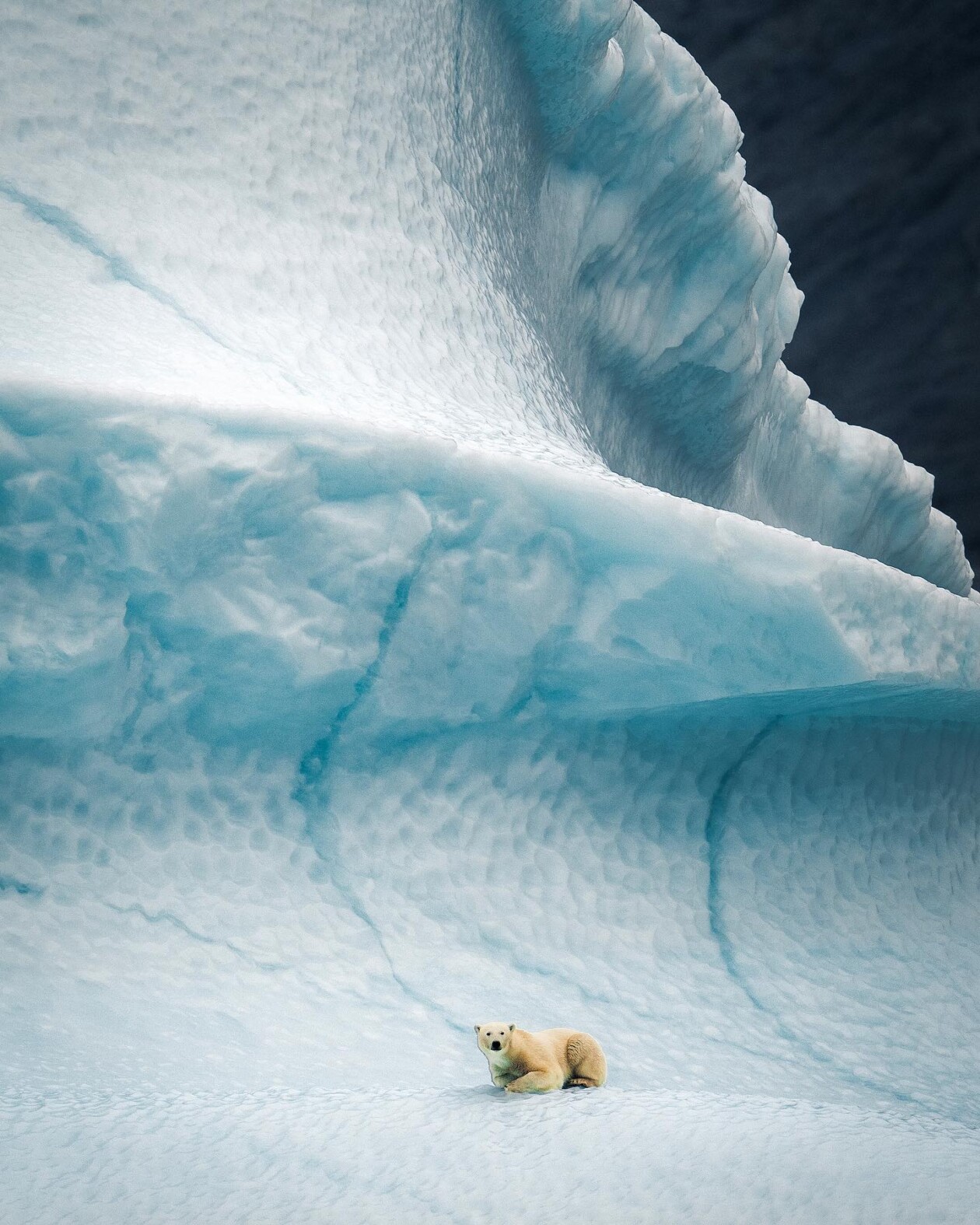 Captivating Pictures Of Arctic Animals By Konsta Punkka (8)